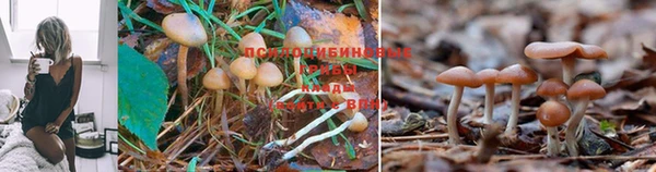 тгк Арсеньев